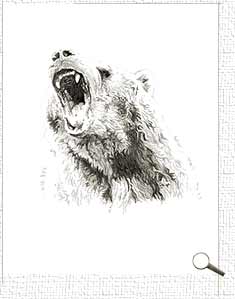 bear drawing