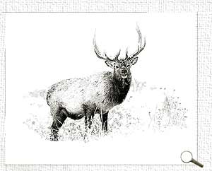 elk drawing